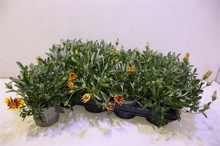 <h4>Gaz R Magic</h4>