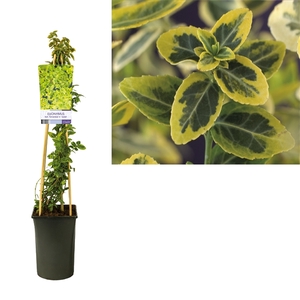 Euonymus fortunei 'Emerald 'n' Gold' +light label