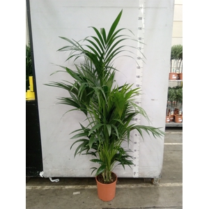 Howea forsteriana