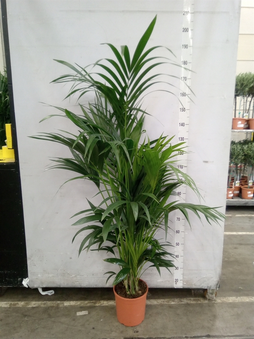 <h4>Howea forsteriana</h4>