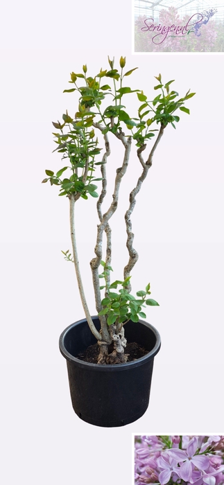 <h4>SYRI V HUGO KOSTER</h4>