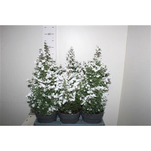 Cham Th Top Point Snow