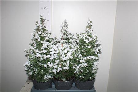 <h4>Cham Th Top Point Snow</h4>