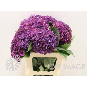 Hydrangea my mon amour purple
