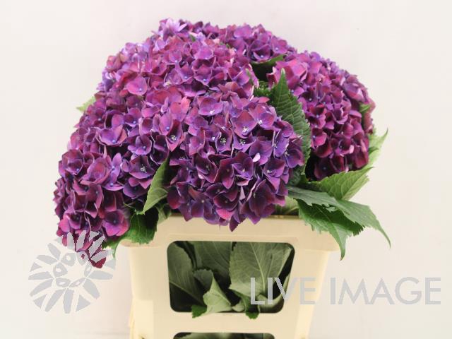 <h4>Hydrangea my mon amour purple</h4>