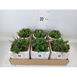 Arr.   Kamerplant Groen L%