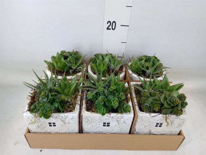 <h4>Arr. Kamerplant Groen L%</h4>