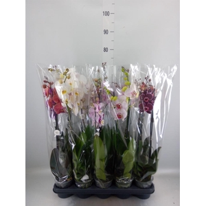 Phalaenopsis   ...mix