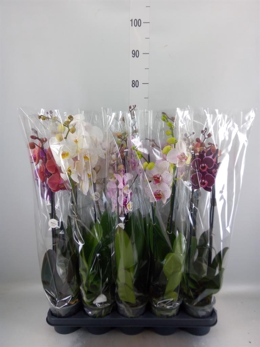 <h4>Phalaenopsis ...mix</h4>