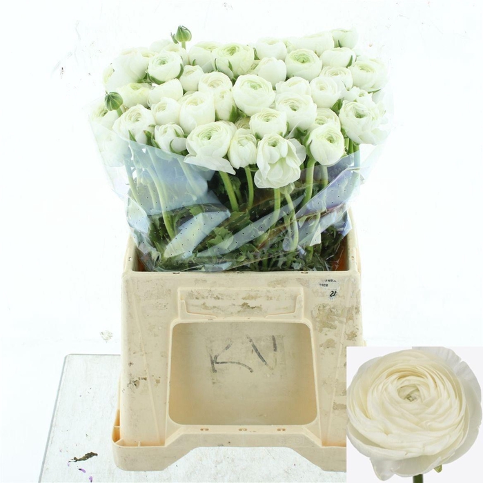 <h4>RAN EL WHITE</h4>