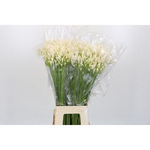 AGAP EYFORI WHITE