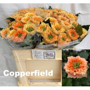 R GR COPPERF SUMMERH