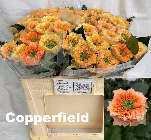 <h4>R GR COPPERF SUMMERH</h4>