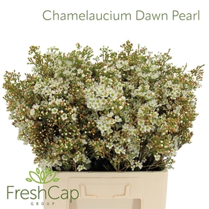 Chamelaucium Dawn Pearl