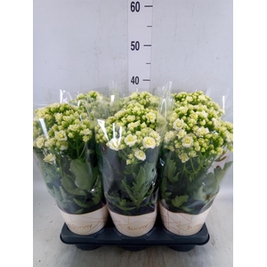 Kalanchoe  'Sunny White'
