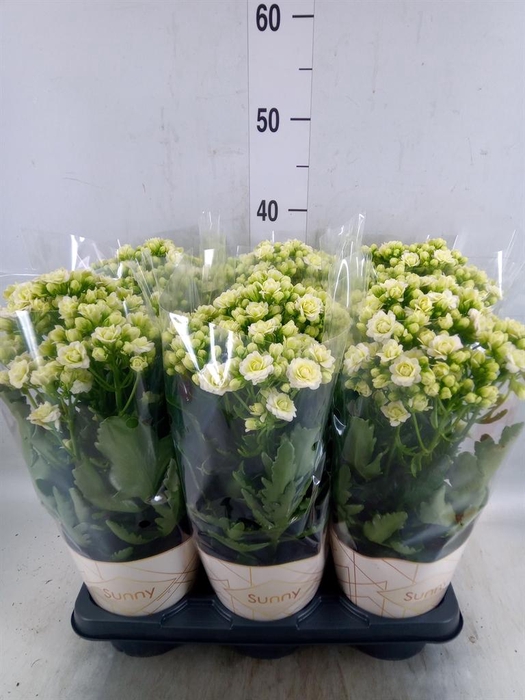 <h4>Kalanchoe  'Sunny White'</h4>