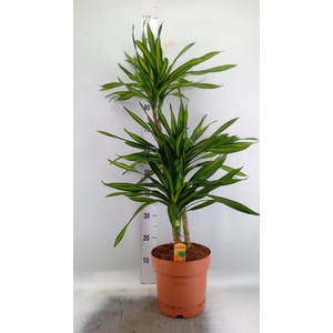 Dracaena frag. 'Riki'
