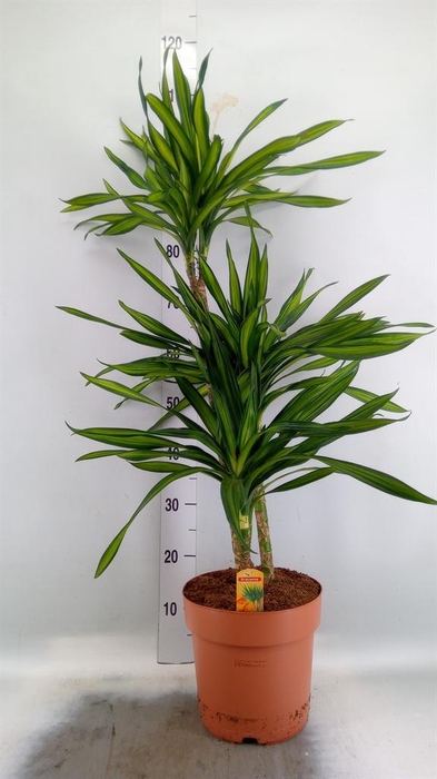 <h4>Dracaena frag. 'Riki'</h4>