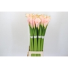 Zantedeschia Eydolls Salmon