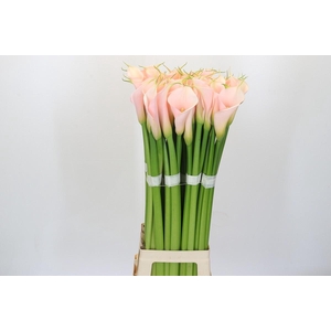 Zantedeschia Eydolls Salmon Promo