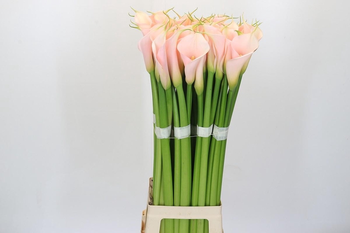 <h4>Zantedeschia Eydolls Salmon Promo</h4>