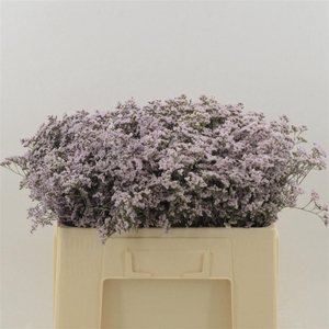 Limonium Safora Oshi Pink
