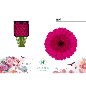 Gerbera mini Noï
