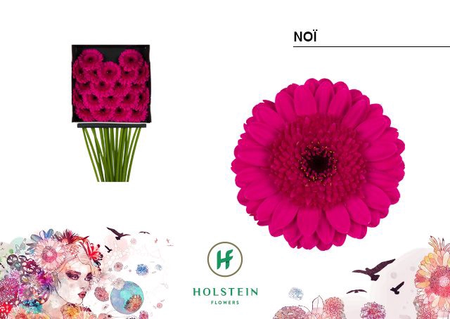 <h4>Gerbera mini Noï</h4>