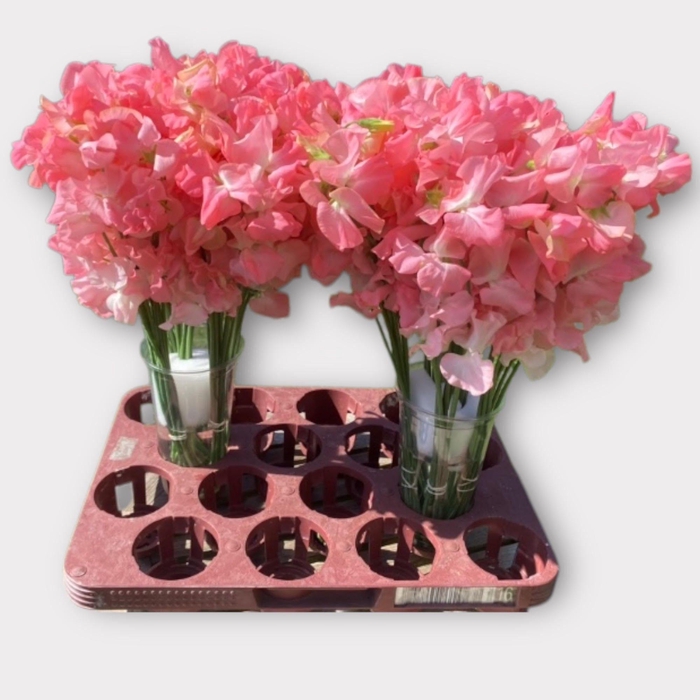 <h4>LATHYR L A ROMANCE</h4>