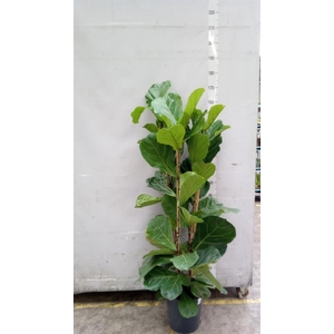 Ficus lyrata