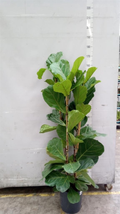 <h4>Ficus lyrata</h4>
