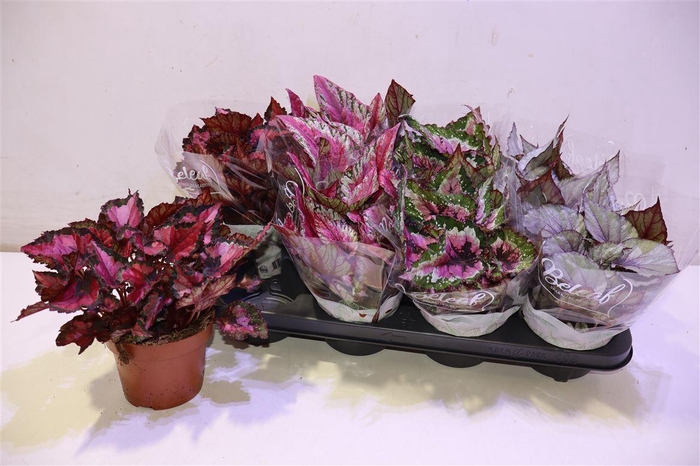 <h4>arr8 Beg Bel Gem</h4>