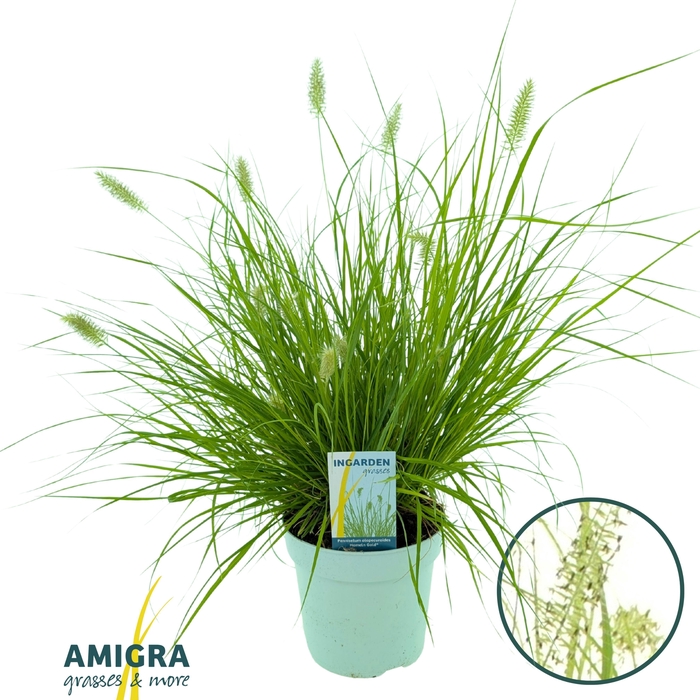 <h4>Pennisetum alop. 'Hameln Gold'</h4>