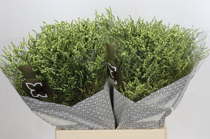 Limonium sinensis China Lemon