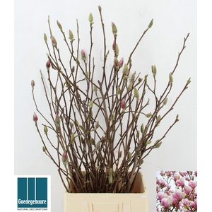 MAGNOLIA GRANDIFLORA