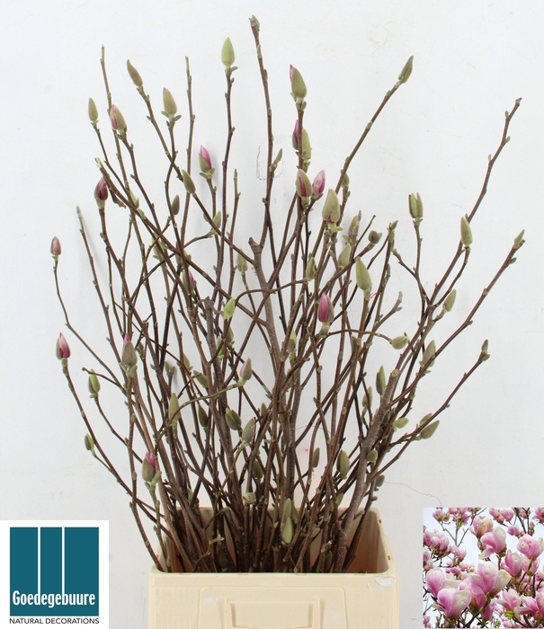 <h4>MAGNOLIA GRANDIFLORA</h4>