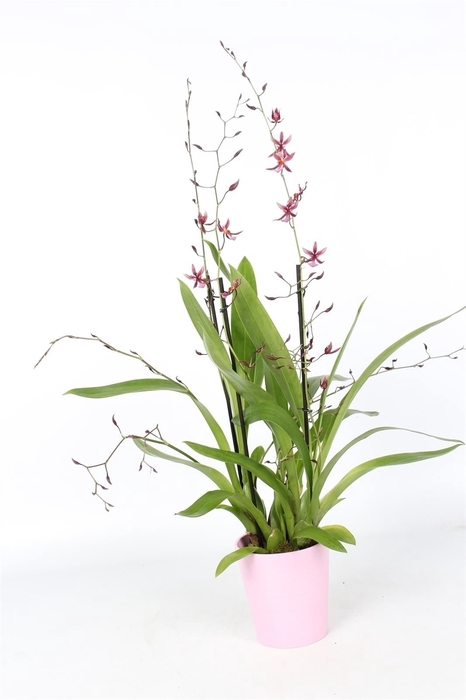<h4>Oncidium Mieke Von Holm 3+ tak Keramiek Roze</h4>