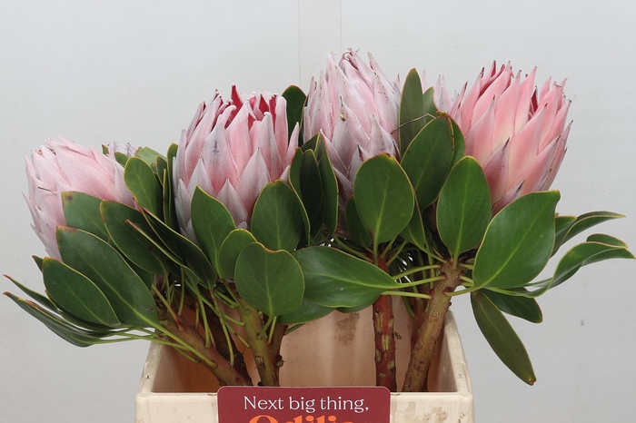 <h4>Protea Cynaroides</h4>