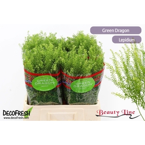 LEP VI GREEN DRAGON