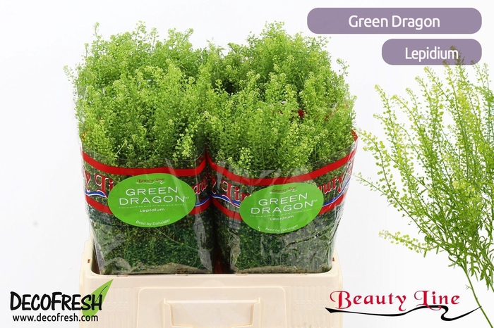 <h4>LEP VI GREEN DRAGON</h4>