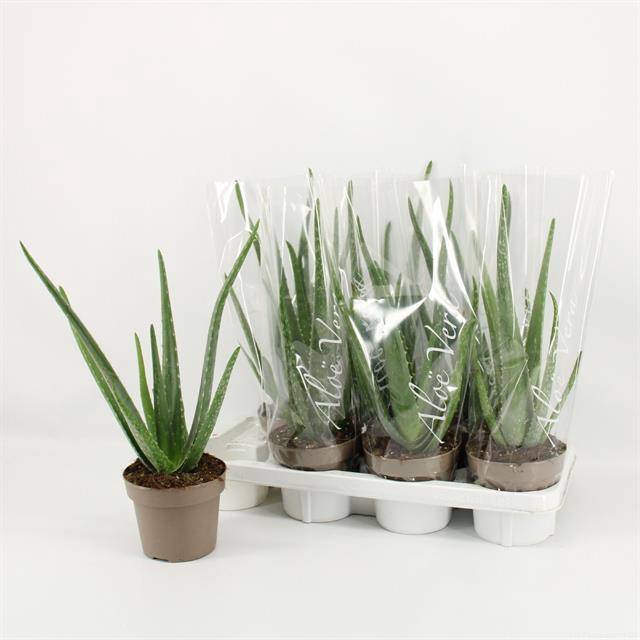<h4>ALOE VERA</h4>