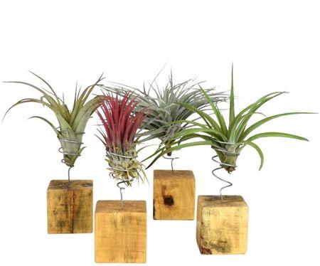 <h4>Arrangementen Tillandsia 6%</h4>