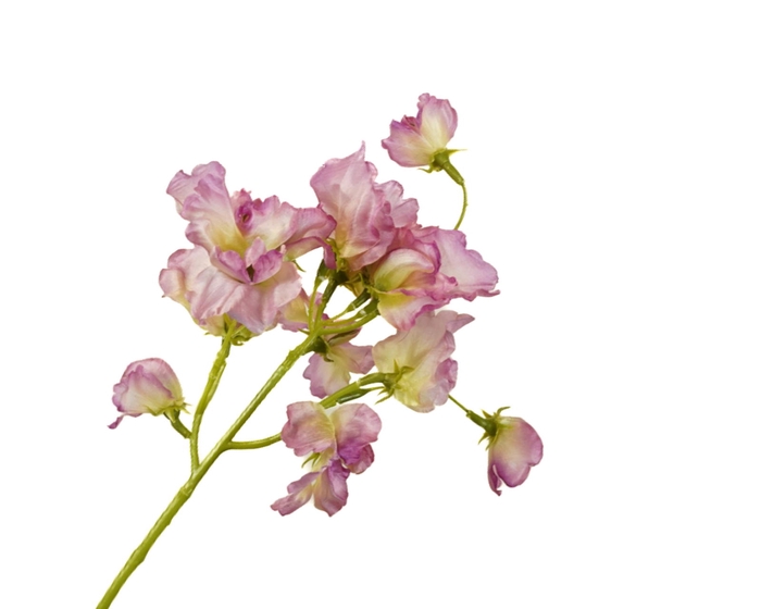 <h4>Lathyrus Lilac</h4>