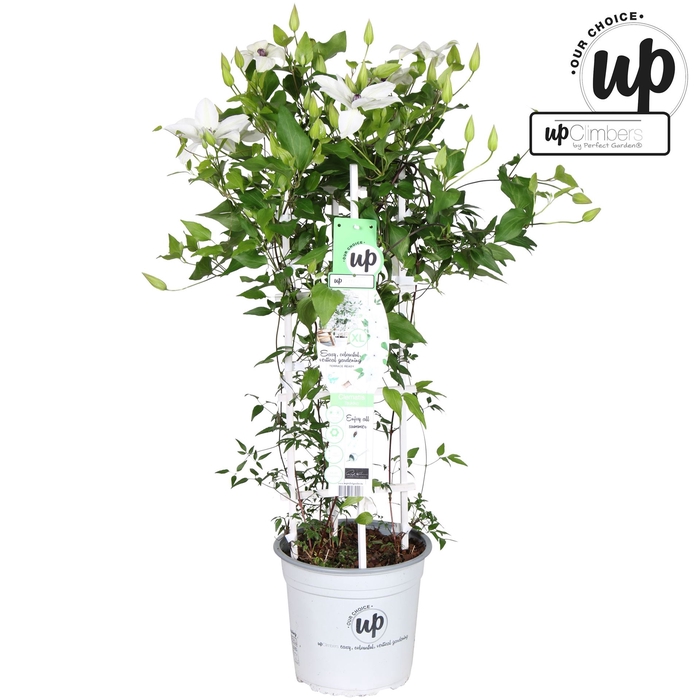 <h4>Clematis  'Tsukiko Garland'</h4>