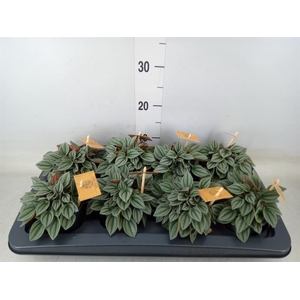 Peperomia  'Napoli Nights'