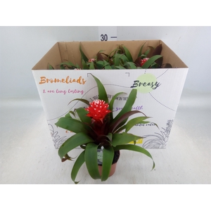 Guzmania  'Priscilla'