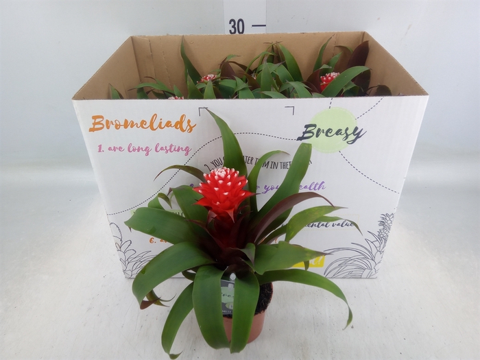 <h4>Guzmania  'Priscilla'</h4>