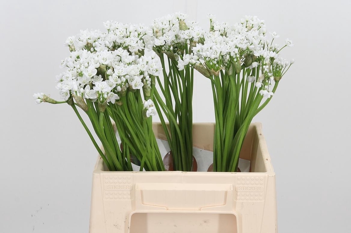 <h4>Allium Flocon</h4>