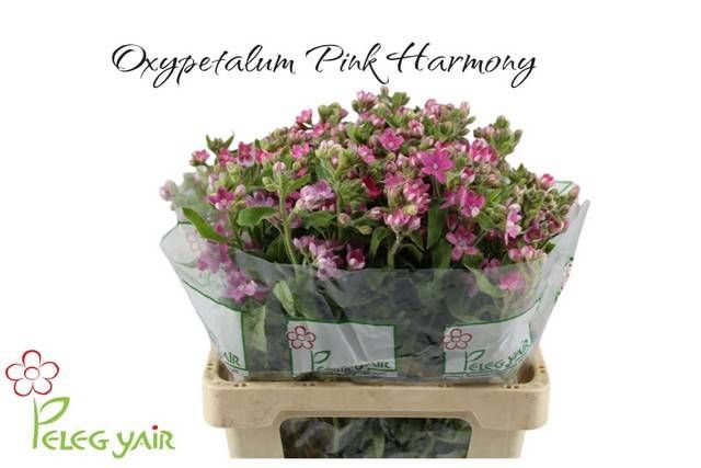 <h4>OXY CO PINK HARMONY</h4>
