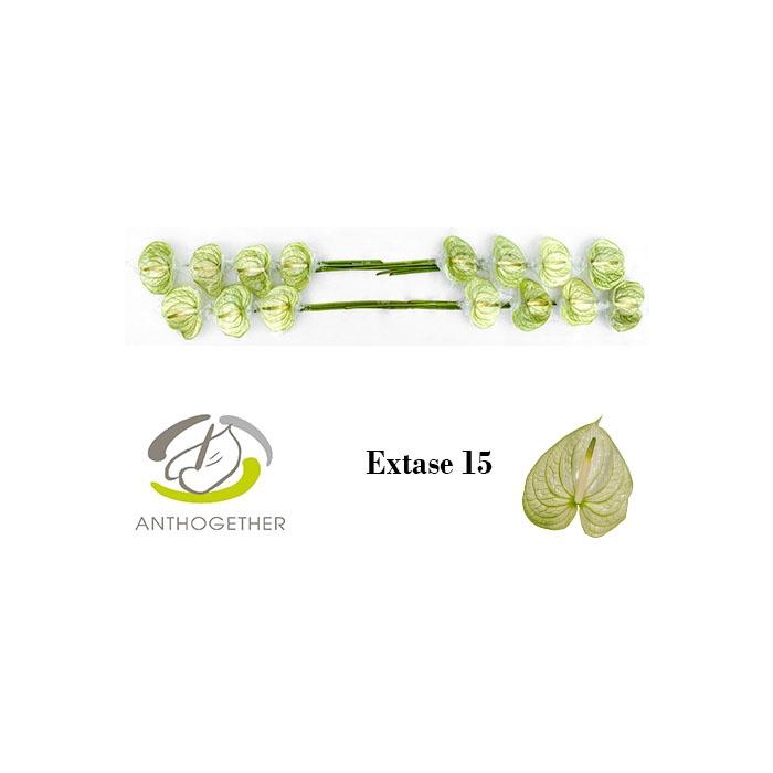 <h4>Anth A Extase</h4>
